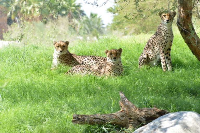 The Living Desert to hold 50th Birthday Party celebration