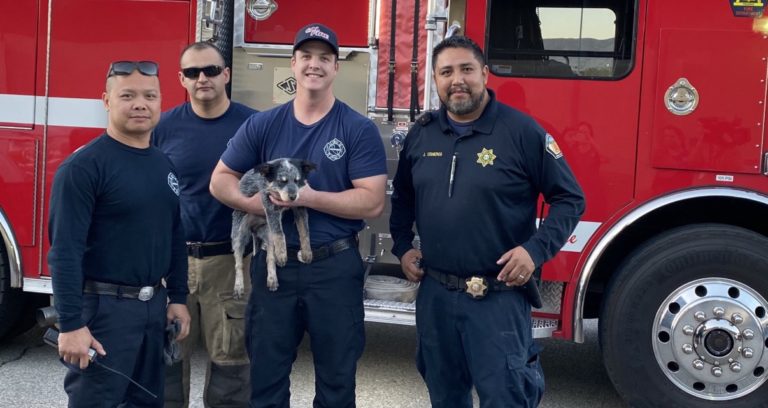 Firefighters rescue dog whose head got caught in tire in Thousand Palms