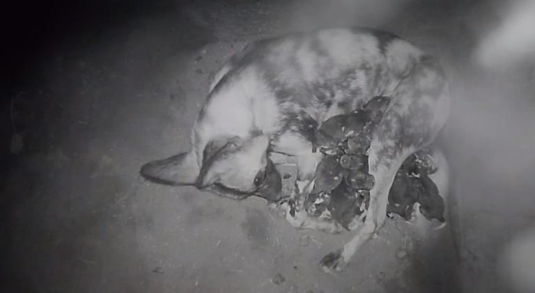 The Living Desert welcomes 11 African wild dog puppies