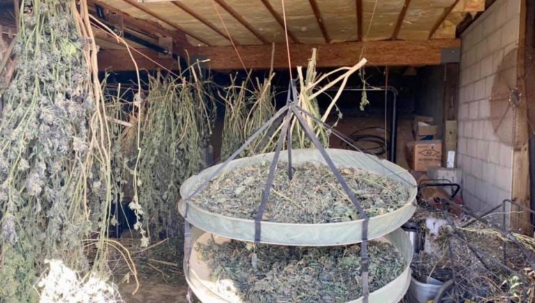 Police arrest 3, seize 1,000 illegal marijuana plants in Anza