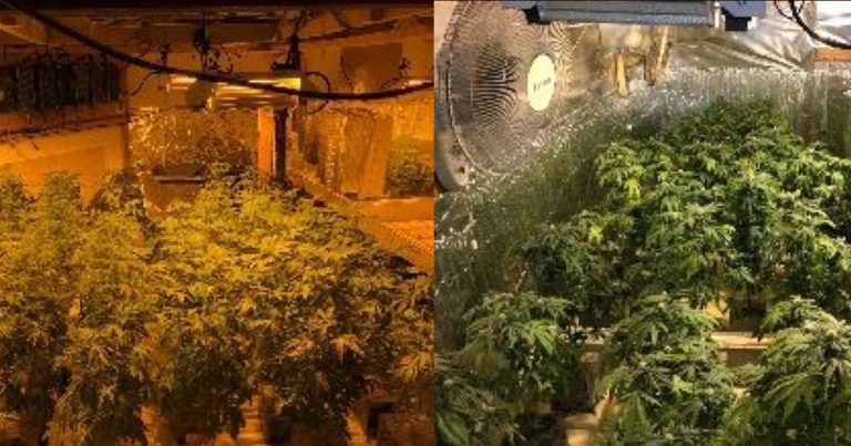 2 arrested after 900 marijuana plants, 250 lbs of processed weed found at San Jacinto home