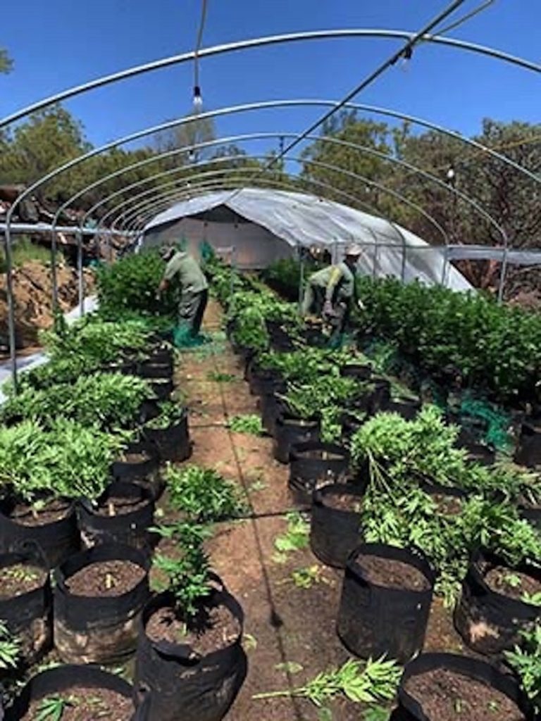 4 arrested, over 3 tons of marijuana seized in Anza