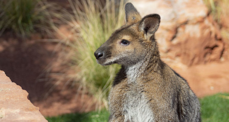 The Living Desert is reopening