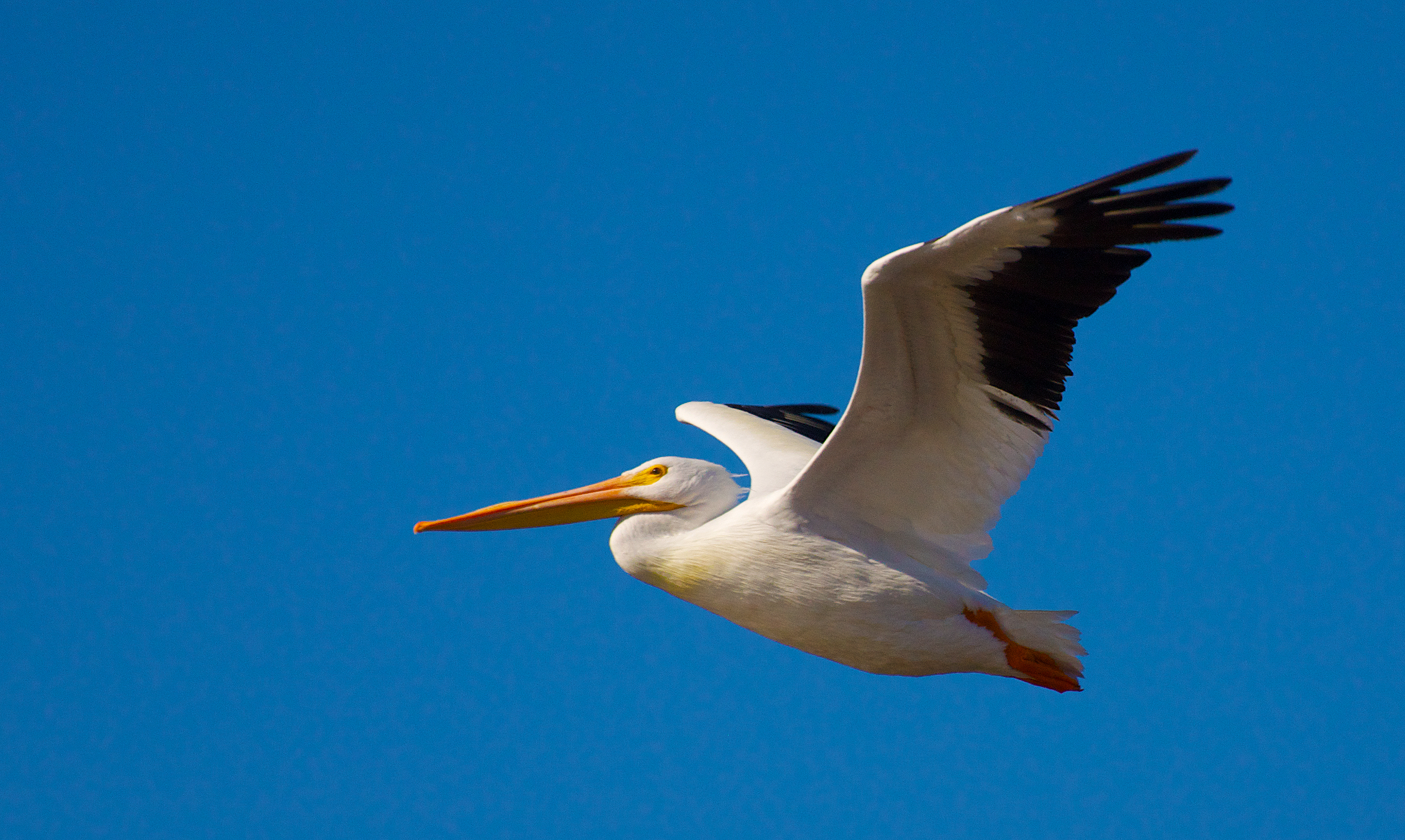 An American white pelican in flight over the Sonny Bono Salton Sea National Wildlife Refuge