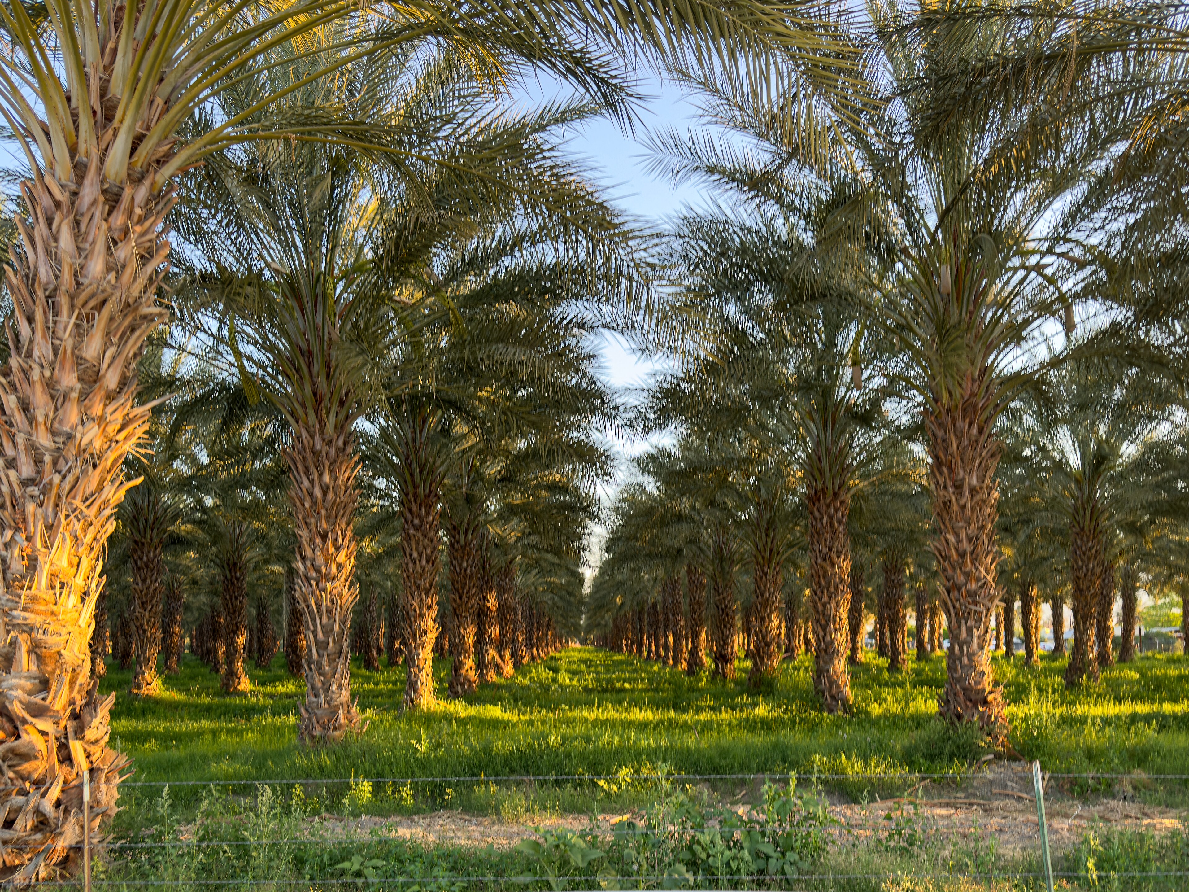 Rows of date palms in an orchard in Vista Santa Rosa in the Coachella Valley, California
